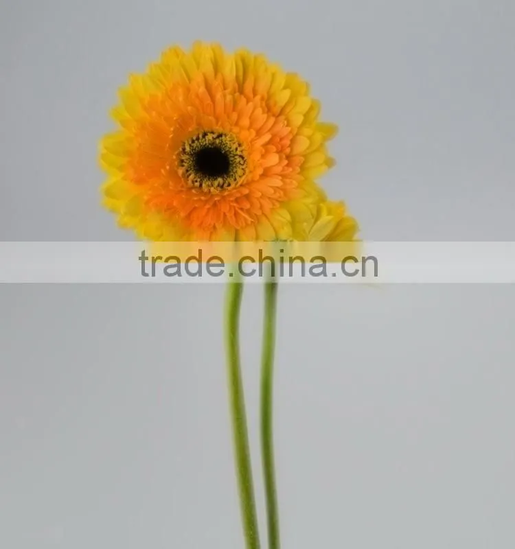 Quality Champagne fresh gerbera plants