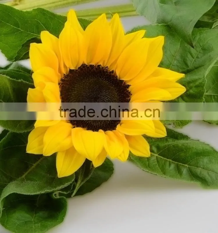 Good quality new products blue fresh cut sunflowers