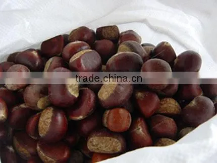 chinese chestnuts for sale
