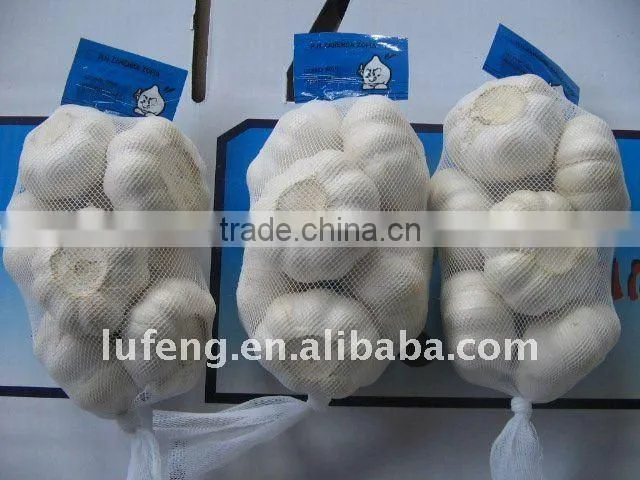 Normal white garlic
