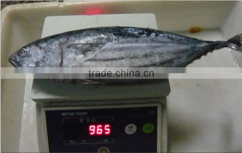 sea frozen skipjack tuna and yellowfin tuna
