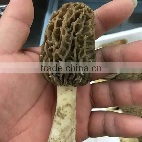 Price of Black Morel Mushroom, Dry Cultivating Morel Mushrooms from Morel Mushroom Farm