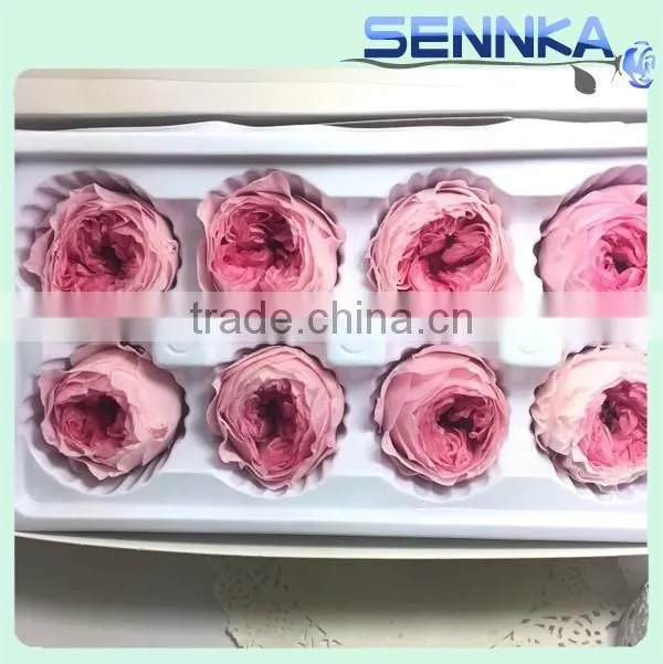 Wedding Favors Preserved Austin Rose Flower Wholesale Approximately 4.5cm Diameter