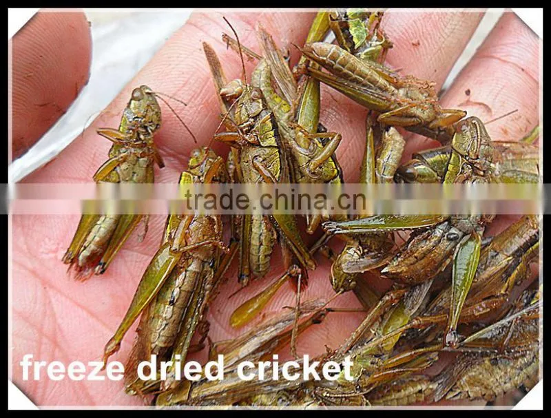 China Supplier Insect Protein Dried Locusts