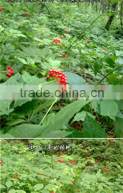 Red ginseng without tails