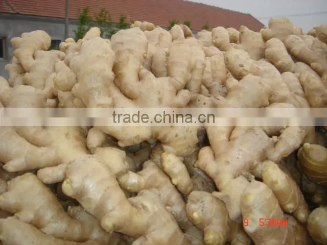 Chinese premium ginger