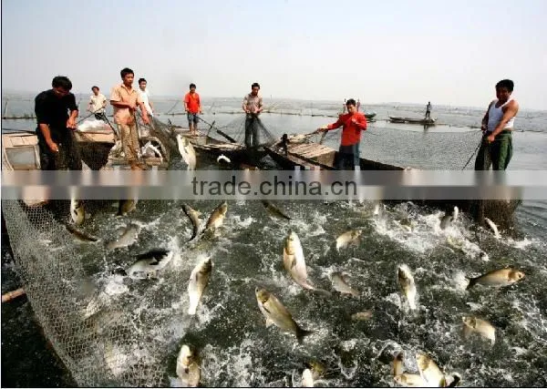Compound bacteria for pond water treatment