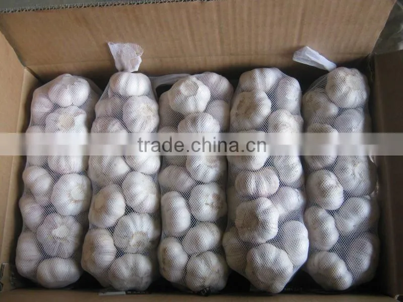 Normal White Garlic
