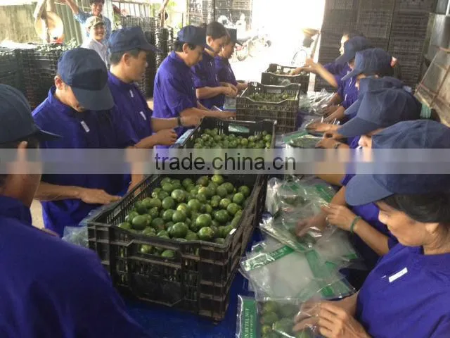 Fresh betel nut
