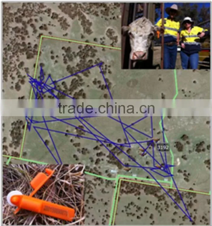cattle GPS tracking with GEO-Fence ,MT-60,with central database