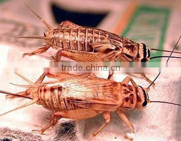 Theme park decorations exhibit insect
