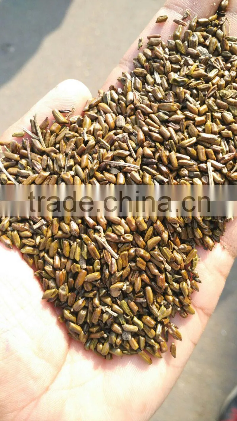 Cassia Tea/Cassia Tora seed/Semen Cassiae Seeds/Cassia Tora seeds from India - CTS