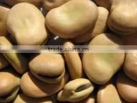 light green broad bean