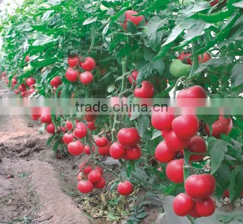Hybrid F1 Indeterminate growth Cold Resistance Good Firmness Pink Heirloom Tomatoes Seeds For Growing- New Noble