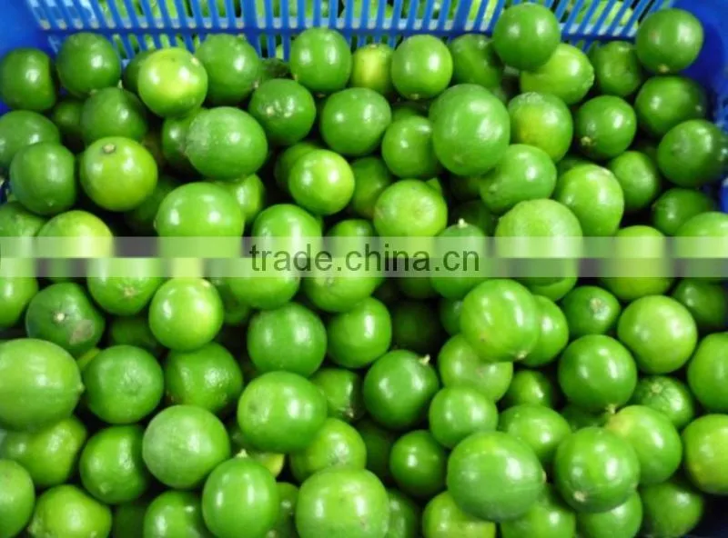 Frozen Lime
