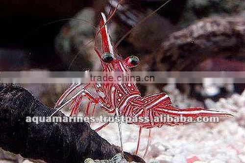 Australian Wholesale Tropical Fish Aquarium Marine Fish