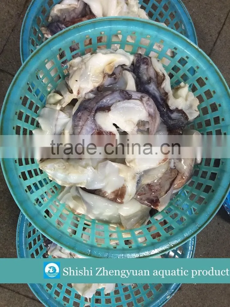 Frozen Giant Peru fillet squid neck Size 500+ on sale