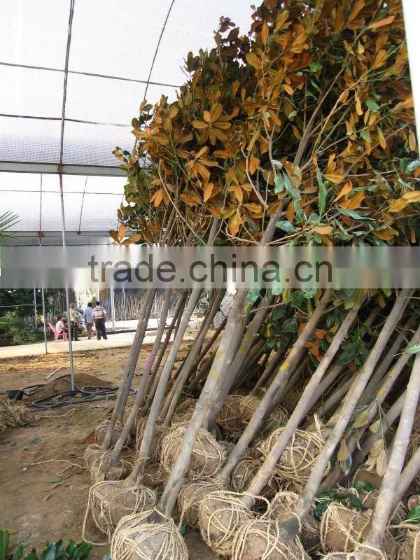 Magnolia grandiflora download from lorry