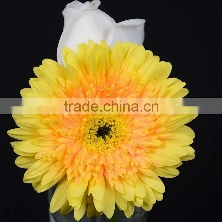 Fresh Champagne flowers of gerbera