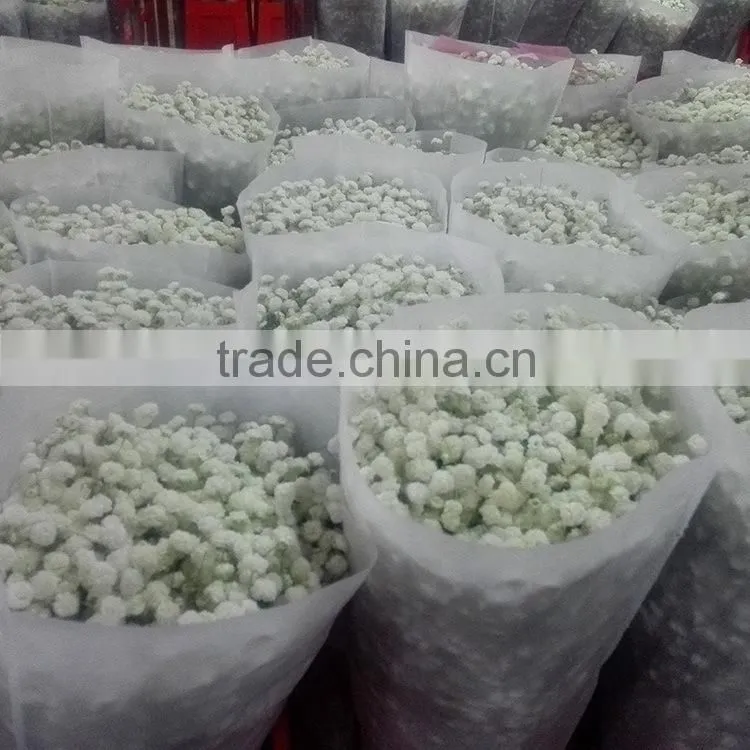 Special unique nature preserved gypsophila