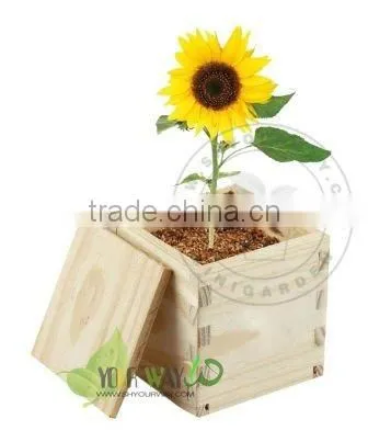 Wooden box mini plant