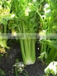 Celery Seed Oil (Fresh & Pure)