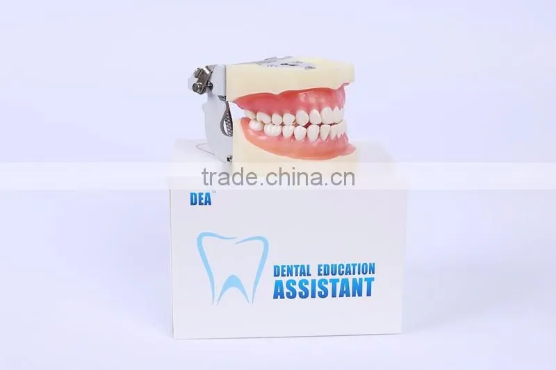 New Design Wholesale dental teaching model Standard Tooth Model of White Alundum Dentition Model