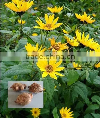 Top High Quality 95% organic natural Inulin/synanthrin from Jerusalem artichoke dietary fiber inulin powder