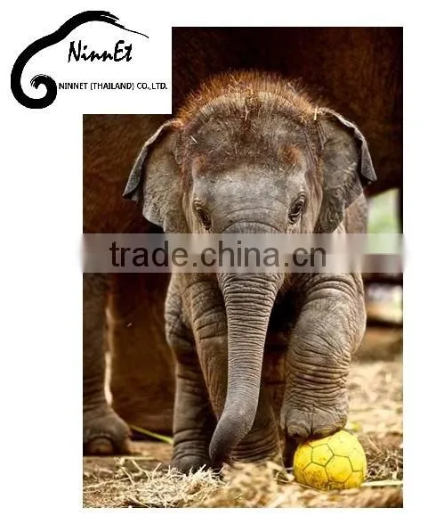 Wood Carved Elephant from Thailand