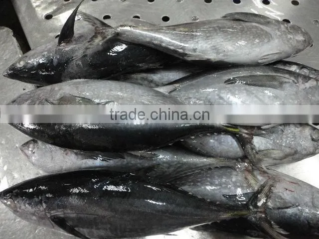frozen yellowfin tuna fish