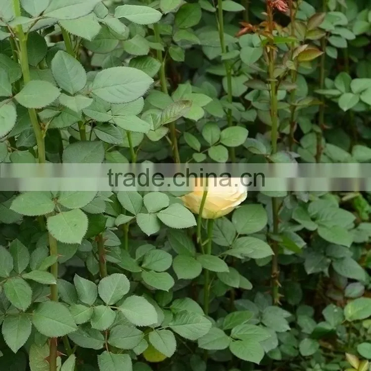 Top grade most popular fresh cut hydrangea flower