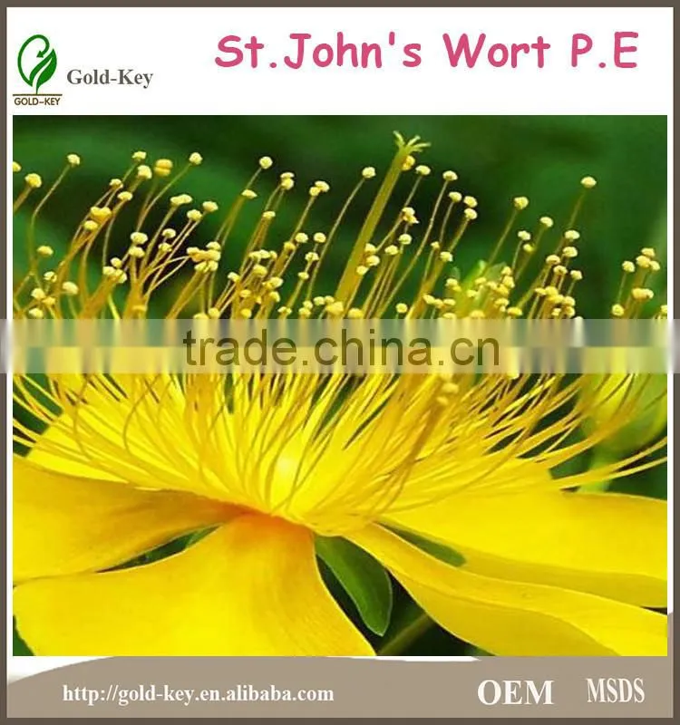 St. John's wort P.E with Uv 0.3% St of health food for best selling