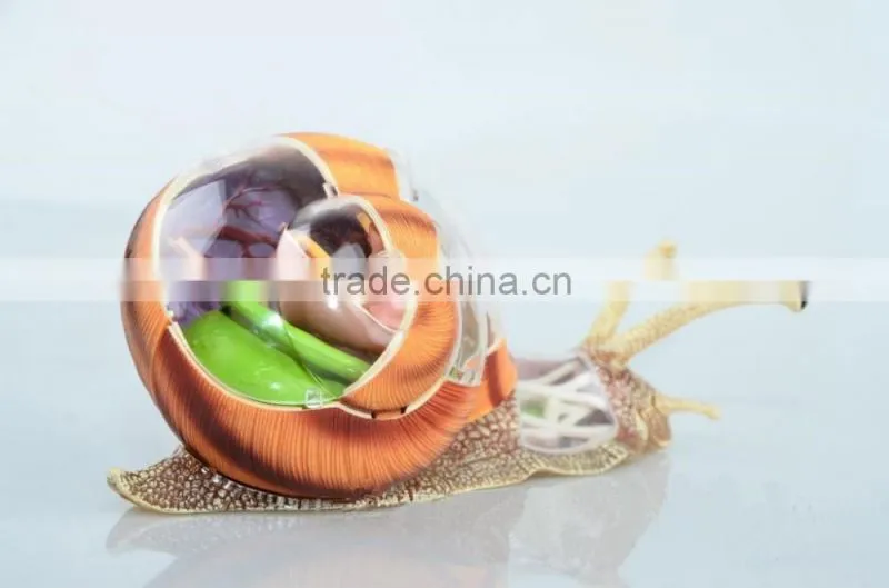 V-AM055 4D MASTER Snail specimens anatomical model