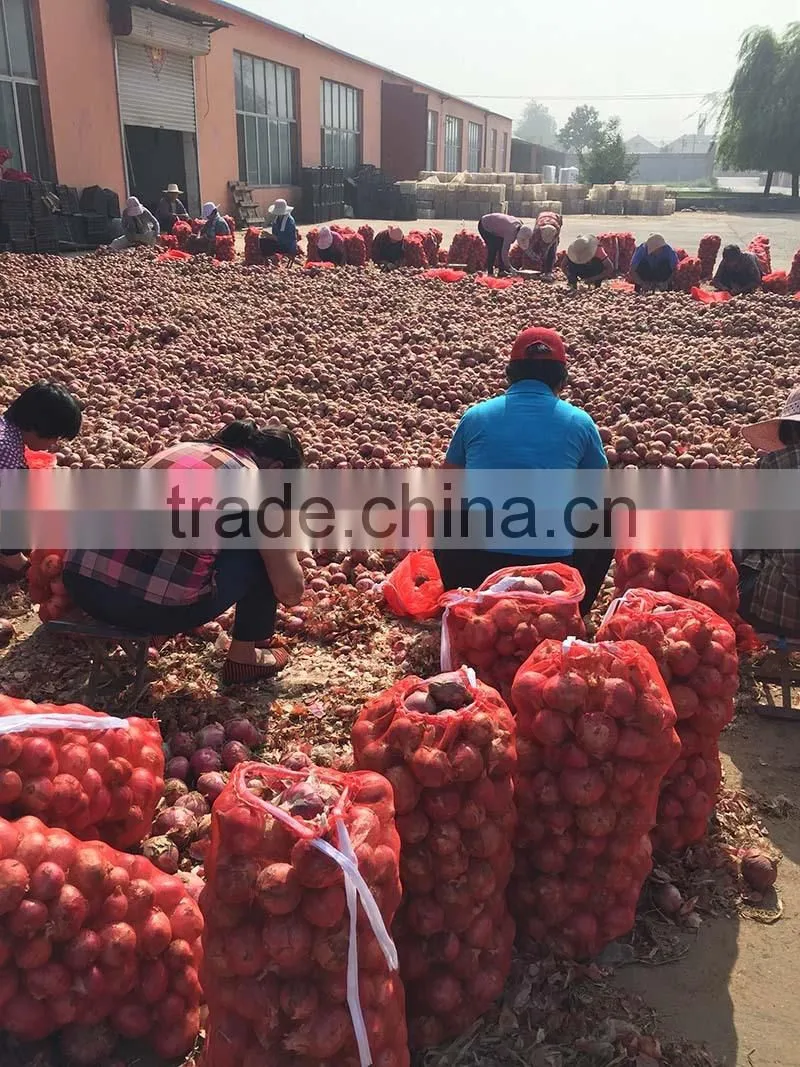 fresh onion on sale in this hot season before new year with high quality and reasonable price