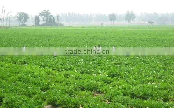 chinese blanched peanut kernel