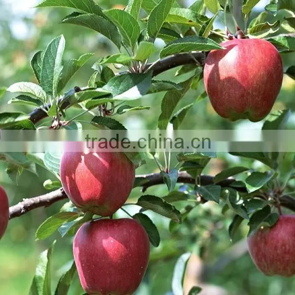 Fresh Huaniu apple from Gansu province fresh huaniu apple