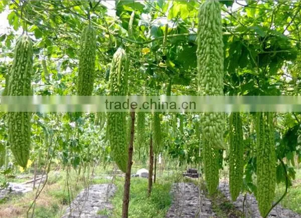 MBG031 Zhun dark green bitter melon seeds, hybrid bitter gourd seeds