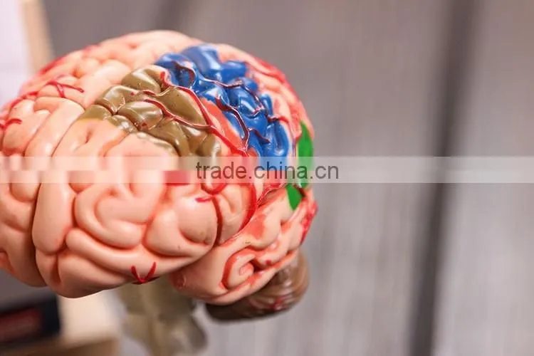 Education Toy Human brain model structure model assembled Anatomy dimensional model 32pcs set