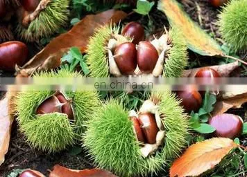 Large capacity automatic deburring chestnut husker machine for sale