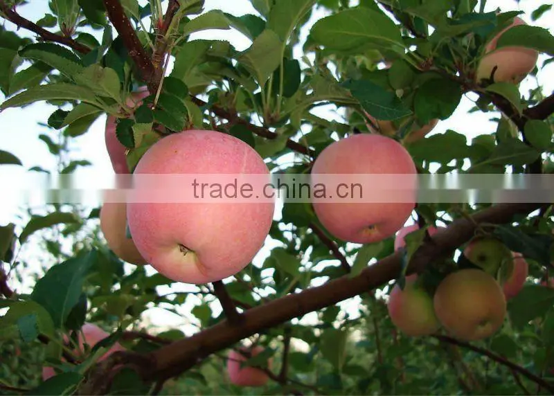 2013 fresh fuji apple