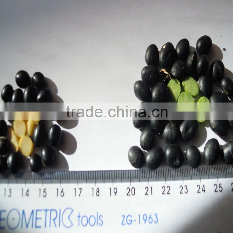 organic black bean green kernel