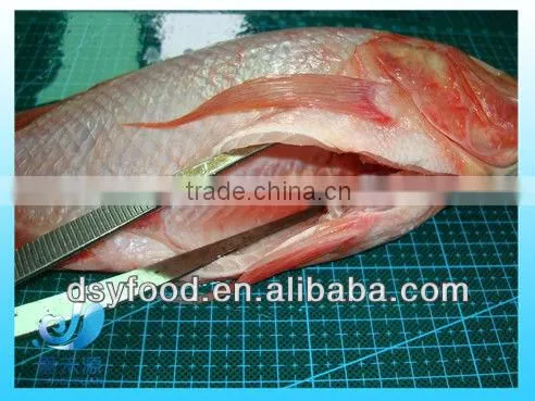 Frozen Fresh Red Tilapia Fish WR