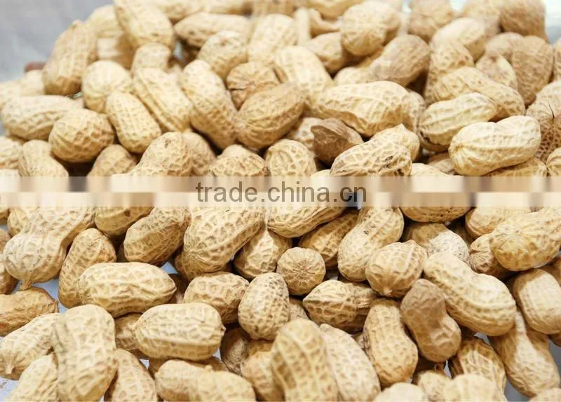 Fresh Raw Peanuts in Shell