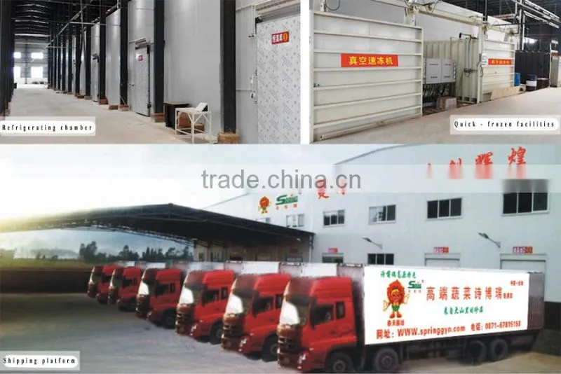 Yunnan organic vegetables Top grade lettuce on sale farm planter on sell