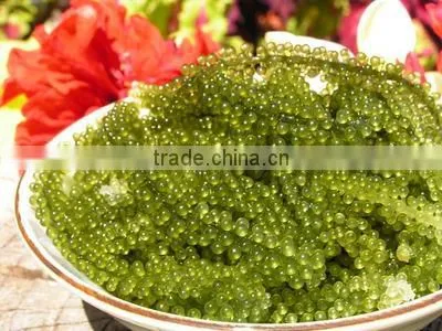GREEN CAVIA SEAWEED