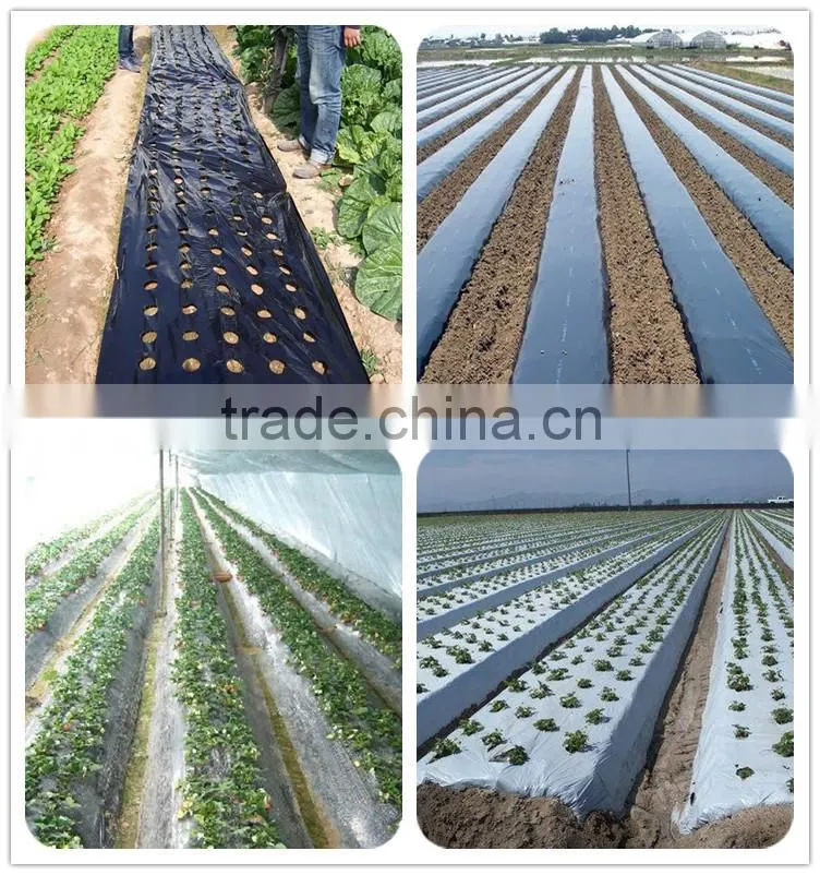 PE Plastic Black-Silver plastic Mulch Film Punch Hole /agricultural mulch film/biodegradable mulch film