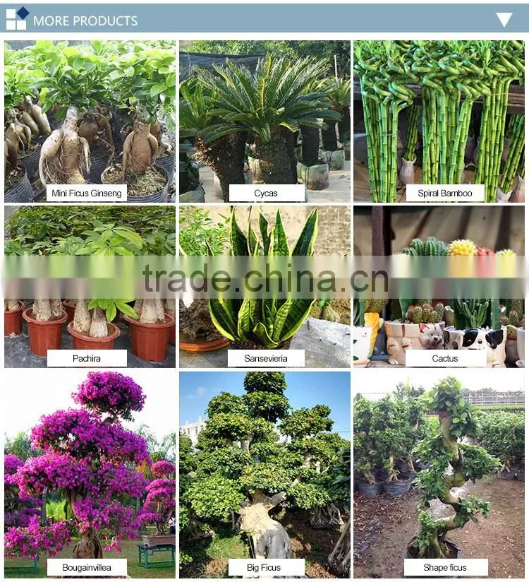 cactus plant bonsai for bedroom decor good for sleep