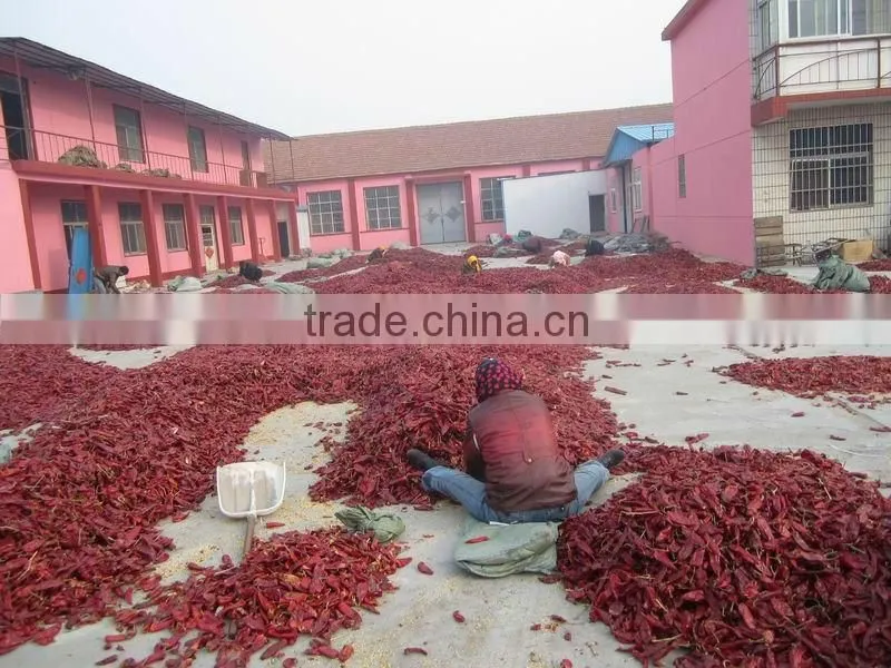 yidu chilli