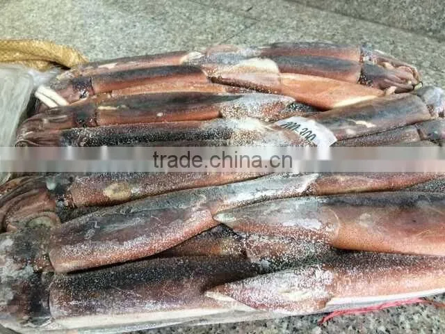 Frozen Squid whole Argentina Illex