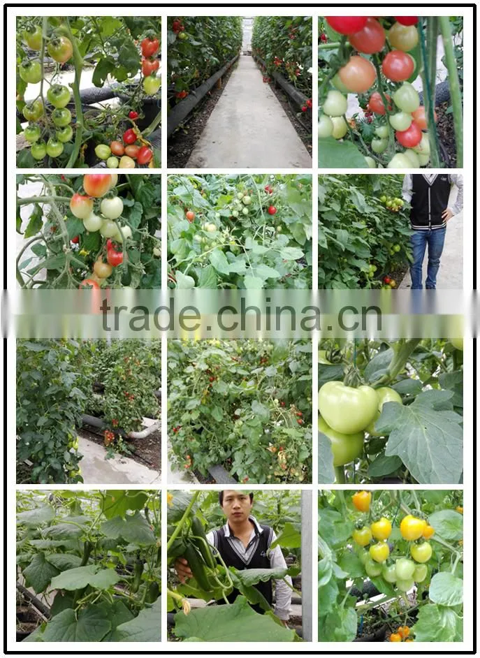 2016 Hybrid High yield disease-resistant Tomato seeds for growing- Red Princess